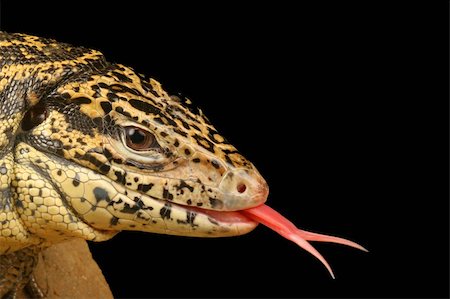 Golden Tegu (Tupinambis teguixin) in a typical aggressive pose. Stockbilder - Microstock & Abonnement, Bildnummer: 400-04391807