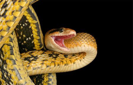 Taiwan Beauty Snake (Elaphe taeniura friesei). Stockbilder - Microstock & Abonnement, Bildnummer: 400-04391810