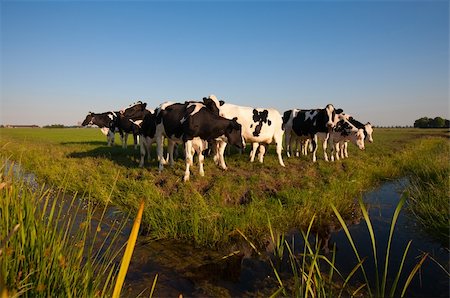 simsearch:400-07676838,k - Dutch cows in the meadow Stock Photo - Budget Royalty-Free & Subscription, Code: 400-04392349