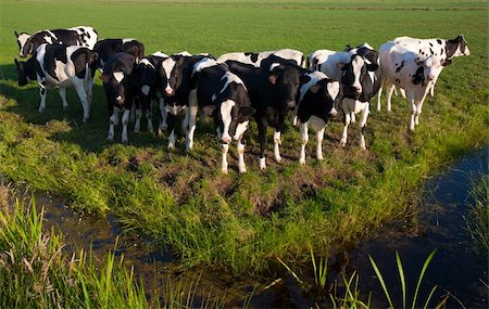 simsearch:400-07676838,k - Dutch cows in the meadow Stock Photo - Budget Royalty-Free & Subscription, Code: 400-04392374