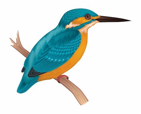 Kingfisher Vector Photographie de stock - Aubaine LD & Abonnement, Code: 400-04392735