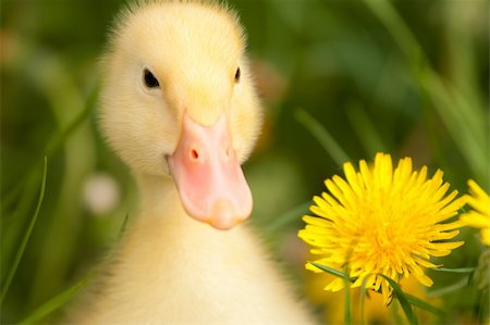 Small yellow duckling outdoor on green grass Stock Photo - Budget Royalty-Free & Subscription, Code: 400-04392821