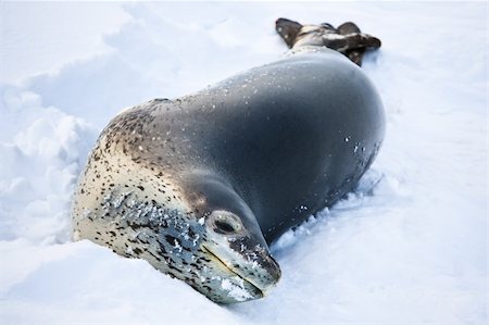 simsearch:400-07087477,k - The grey seal has a rest  in Antarctica Foto de stock - Royalty-Free Super Valor e Assinatura, Número: 400-04392831