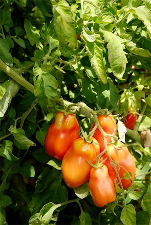 paolikphoto (artist) - Tomato plants Stock Photo - Budget Royalty-Free & Subscription, Code: 400-04393192