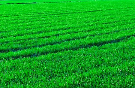 simsearch:400-07480530,k - Natural Background of Fresh Green Grass Stock Photo - Budget Royalty-Free & Subscription, Code: 400-04393218