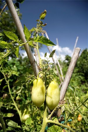 paolikphoto (artist) - Tomato plants Stock Photo - Budget Royalty-Free & Subscription, Code: 400-04393210