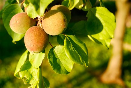 paolikphoto (artist) - Apricots on the tree, not yet mature Stock Photo - Budget Royalty-Free & Subscription, Code: 400-04393212