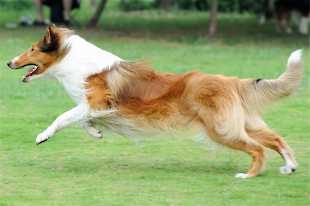 Collie dog running on the lawn Stock Photo - Budget Royalty-Free & Subscription, Code: 400-04393230