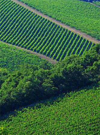 simsearch:862-03437136,k - Natural Background Of Vineyard In The Chianti Region Photographie de stock - Aubaine LD & Abonnement, Code: 400-04393240