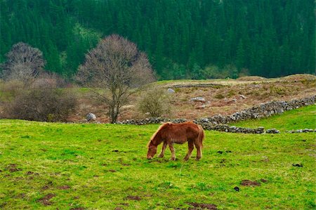 simsearch:400-05904000,k - Horse Grazing on Alpine Meadows on the Slopes of The Pyrenees Foto de stock - Super Valor sin royalties y Suscripción, Código: 400-04393301