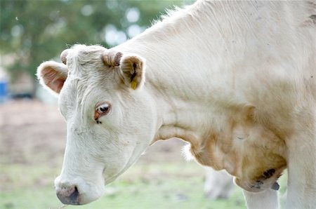 white cow on the pasture Stock Photo - Budget Royalty-Free & Subscription, Code: 400-04393483