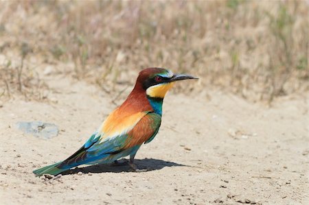 simsearch:400-06430581,k - a beautiful european bee eater (Merops Apiaster) Photographie de stock - Aubaine LD & Abonnement, Code: 400-04393952