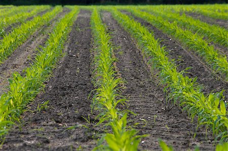 field with straight rows of young maize Stock Photo - Budget Royalty-Free & Subscription, Code: 400-04404504