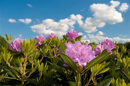 simsearch:859-03036806,k - purple rhododendron flowers against a blue sky Fotografie stock - Microstock e Abbonamento, Codice: 400-04404503