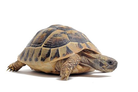 simsearch:400-06556684,k - Testudo hermanni tortoiseon a white isolated background Fotografie stock - Microstock e Abbonamento, Codice: 400-04404565