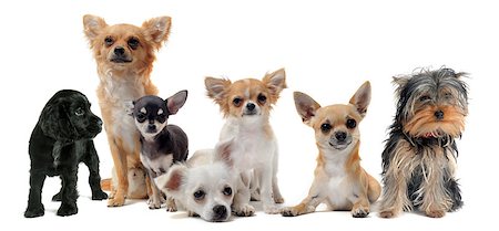 simsearch:400-07123548,k - group of little dogs chihuahua  in front of white background Foto de stock - Super Valor sin royalties y Suscripción, Código: 400-04404574