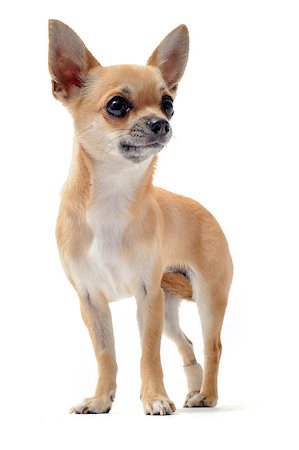 simsearch:400-06395792,k - portrait of a cute purebred  chihuahua in front of white background Foto de stock - Super Valor sin royalties y Suscripción, Código: 400-04404577