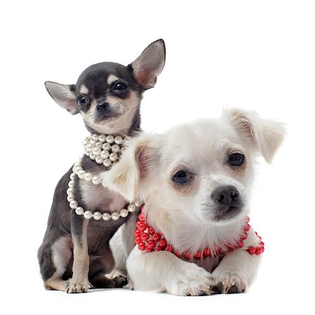 simsearch:400-06391494,k - portrait of a cute purebred chihuahuas with pearl collar in front of white background Stockbilder - Microstock & Abonnement, Bildnummer: 400-04404578