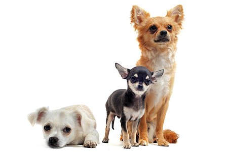 simsearch:400-06172990,k - portrait of a cute purebred  puppies chihuahua in front of white background Stockbilder - Microstock & Abonnement, Bildnummer: 400-04404571