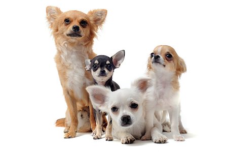 simsearch:400-06391494,k - group of a cute purebred  puppy chihuahuas in front of white background Stockbilder - Microstock & Abonnement, Bildnummer: 400-04404572