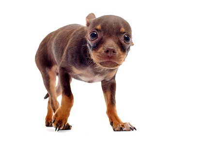 scared dog - Scared chihuahua with his ears down on the white background in the studio Stock Photo - Budget Royalty-Free & Subscription, Code: 400-04404588