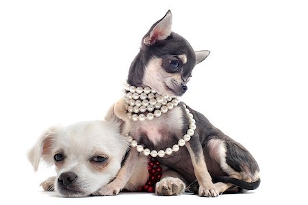 simsearch:400-06391494,k - portrait of a cute purebred  puppies chihuahuas in front of white background Stockbilder - Microstock & Abonnement, Bildnummer: 400-04404580