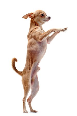 simsearch:400-06395792,k - portrait of a cute purebred  chihuahua standing on his hind legs Foto de stock - Super Valor sin royalties y Suscripción, Código: 400-04404583