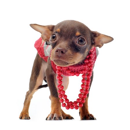 scared dog - portrait of a sad purebred chihuahua with pearl collar in front of white background Stock Photo - Budget Royalty-Free & Subscription, Code: 400-04404596