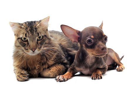 portrait of a cute purebred  puppy chihuahua and norwegian cat in front of white background Stock Photo - Budget Royalty-Free & Subscription, Code: 400-04404604