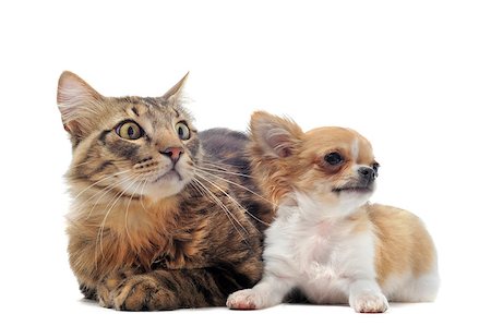 simsearch:400-07330456,k - portrait of a cute purebred  puppy chihuahua and norwegian cat in front of white background Photographie de stock - Aubaine LD & Abonnement, Code: 400-04404602