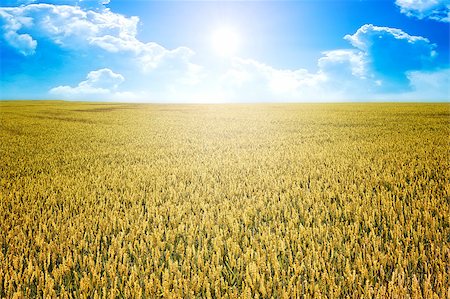 simsearch:400-04738350,k - An image of a wheat field in bavaria germany Photographie de stock - Aubaine LD & Abonnement, Code: 400-04404714