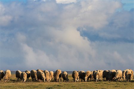simsearch:400-04015327,k - flock of sheep to graze on the sky with clouds background Stock Photo - Budget Royalty-Free & Subscription, Code: 400-04405216