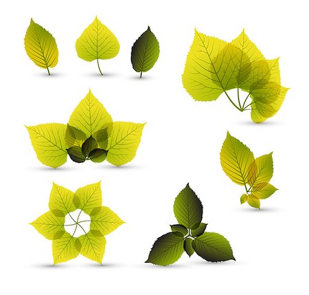 simsearch:400-04221461,k - Fresh abstract leaf elements with nice details Stock Photo - Budget Royalty-Free & Subscription, Code: 400-04405268