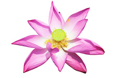simsearch:400-04836338,k - lotus flower isolated on white Photographie de stock - Aubaine LD & Abonnement, Code: 400-04405284