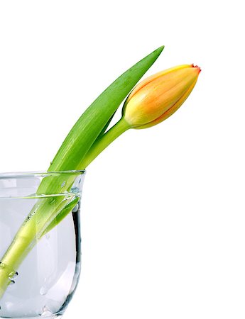 simsearch:614-07032085,k - Beautiful orange tulip bud in the vase isolated on white Stock Photo - Budget Royalty-Free & Subscription, Code: 400-04405349