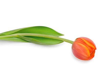 Beautiful orange tulip isolated on white background.Shallow focus Stock Photo - Budget Royalty-Free & Subscription, Code: 400-04405350
