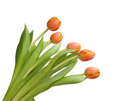 tulips    Beautiful orange tulips isolated on white background.Shallow focus Stock Photo - Budget Royalty-Free & Subscription, Code: 400-04405351