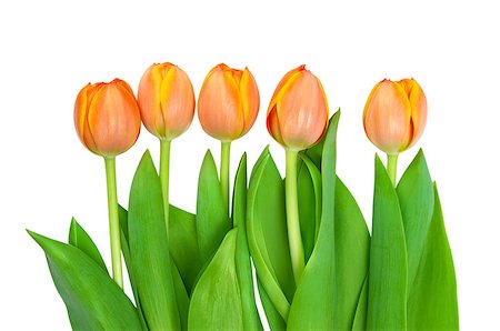 Beautiful orange tulips isolated on white background. Stock Photo - Budget Royalty-Free & Subscription, Code: 400-04405352
