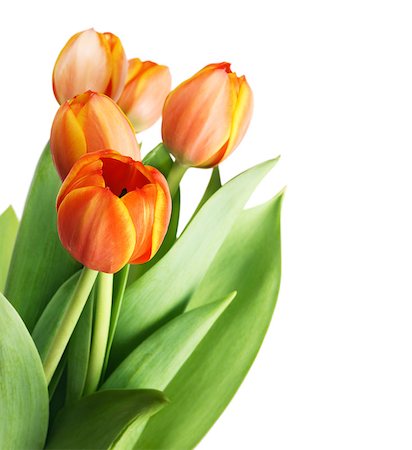 Beautiful orange tulips isolated on white background.Shallow focus Stock Photo - Budget Royalty-Free & Subscription, Code: 400-04405353