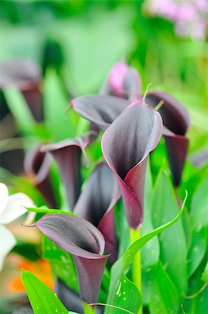 Purple calla lilies Photographie de stock - Aubaine LD & Abonnement, Code: 400-04405372