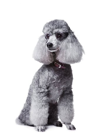 Portrait of obedient small gray poodle with  collar on isolated white background Stockbilder - Microstock & Abonnement, Bildnummer: 400-04405404