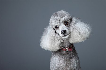 simsearch:400-03931819,k - Close-up portrait of obedient small gray poodle with  red leather collar on grey background Fotografie stock - Microstock e Abbonamento, Codice: 400-04405405