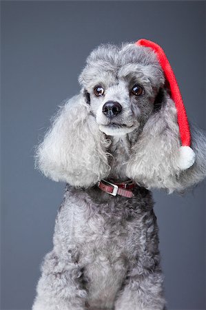 Close-up portrait of obedient small gray poodle with  red christmas cap and leather collar celebrating new year holiday on blue background Stockbilder - Microstock & Abonnement, Bildnummer: 400-04405406
