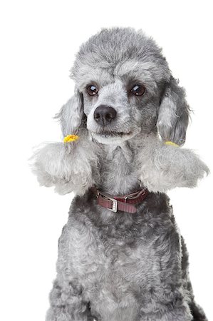 Close-up portrait of obedient small gray poodle with  red leather collar on isolated white background Stockbilder - Microstock & Abonnement, Bildnummer: 400-04405408