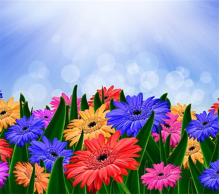 simsearch:400-05369226,k - Colorful daisy gerbera flowers in a field - spring background Stock Photo - Budget Royalty-Free & Subscription, Code: 400-04405820