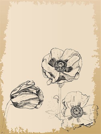 simsearch:400-07410063,k - Vector art of three poppies. Stock Photo - Budget Royalty-Free & Subscription, Code: 400-04405908