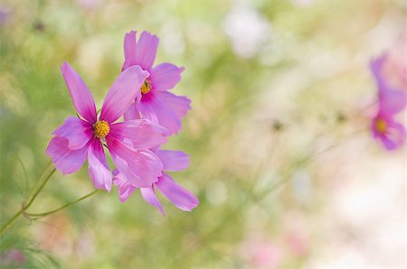 simsearch:400-04015327,k - Spring daisy in focus, on flower field backround Stock Photo - Budget Royalty-Free & Subscription, Code: 400-04406154