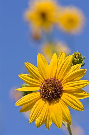 simsearch:400-06950874,k - One sunflower head  against blue sky with some other blurred sunflowers on backround Photographie de stock - Aubaine LD & Abonnement, Code: 400-04406155
