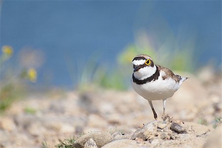 pluvier - Little Ringed Plover with beautiful background, Charadrius dubius Photographie de stock - Aubaine LD & Abonnement, Code: 400-04406194