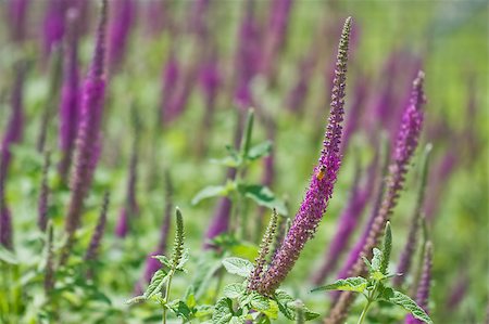 simsearch:400-06069986,k - Lavender field, focus on one foreground stem with a  bee Stock Photo - Budget Royalty-Free & Subscription, Code: 400-04406196